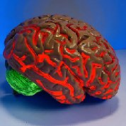 Brain Model